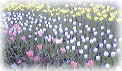Garden Tulip