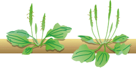 Plantago asiatica