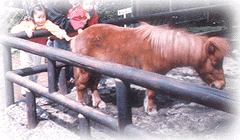 Pony