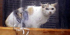 薄い三毛猫