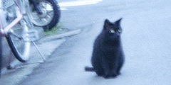 鈍い黒猫