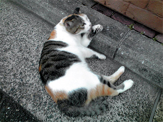 あばれ猫横