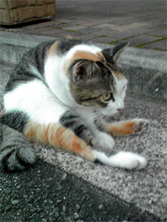 あばれ猫縦