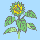 向日葵